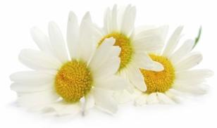 flower-of-feverfew-plant.jpg