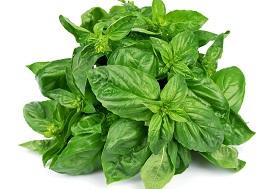 photo-of-holy-basil-leaves553_337.jpg