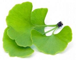 leaves-of-ginkgo-biloba.jpg