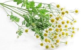 feverfew-leaves-and-flowers.jpg