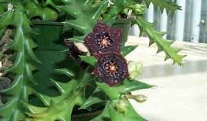 photo-of-caralluma-fimbriata-plant974_68.jpg