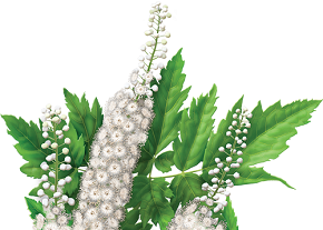 black-cohosh-plant.jpg
