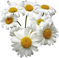 photo-of-chamomile-flowers.jpg