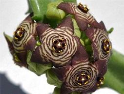 photo-of-caralluma-fimbriata-plant.jpg