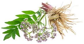 photo-of-valerian-plant.jpg