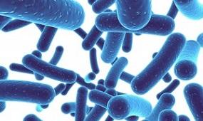 photo-of-lactobacillus-acidophilus.jpg