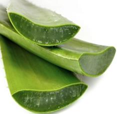 photo-of-fresh-aloe-vera-leaf.jpeg