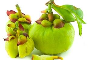 photo-of-fresh-garcinia-cambogia.jpg