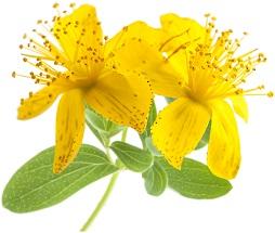 photo-of-st-johns-wort-flower.jpg