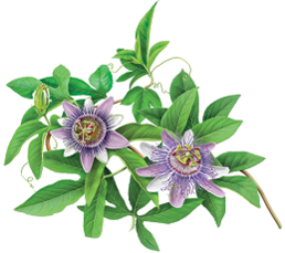 photo-of-passionflower-plant.png