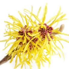 witch-hazel-flower.jpg