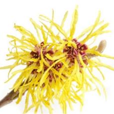 witch-hazel-flower.jpg