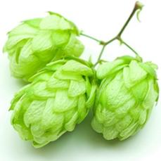 portrait-of-hops.jpg