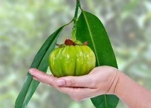 Holding Garcinia Cambogia Fruit