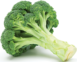 Photo of Fresh Broccoli