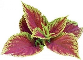 Photo of Forskolin Leaves