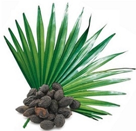 Photo of Saw Palmetto Plant